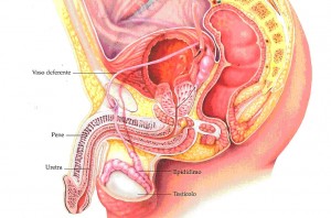 apparato genitale maschile