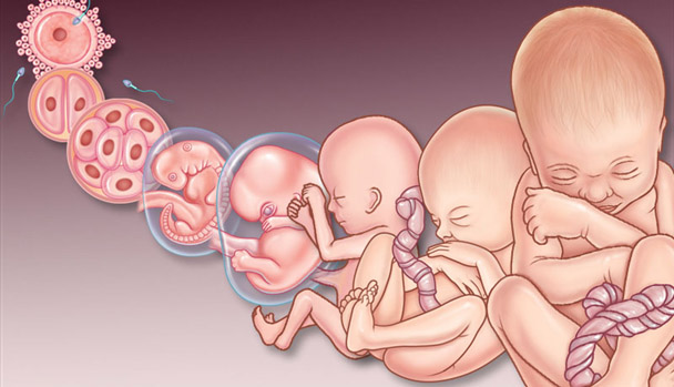 Fecondazione: sviluppo embrione-feto