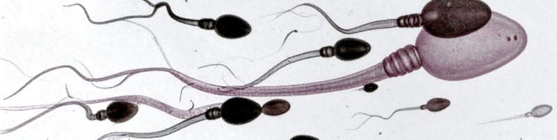 Spermatozoi