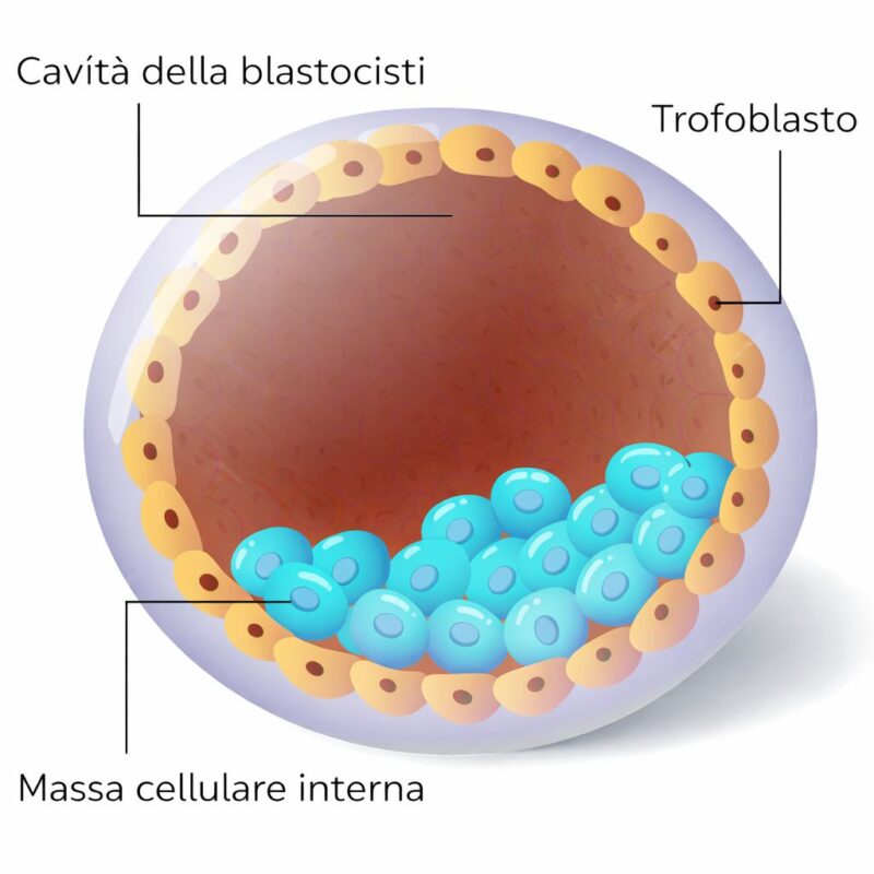 struttura blastocisti massa cellulare interna trofoectoderma cavità
