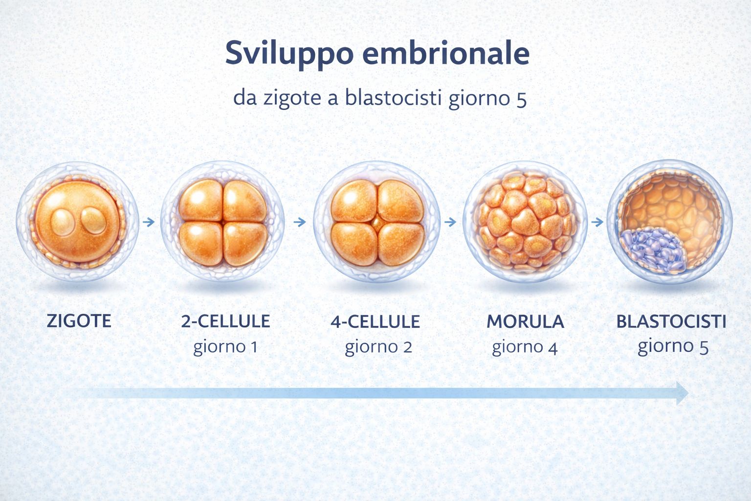  sviluppo embrionale da zigote a blastocisti giorno 5